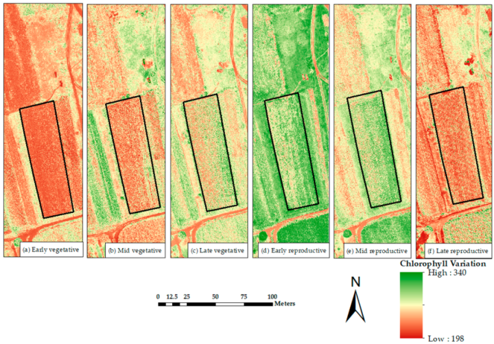 Spatial distribution of chlorophyll content in a maize field